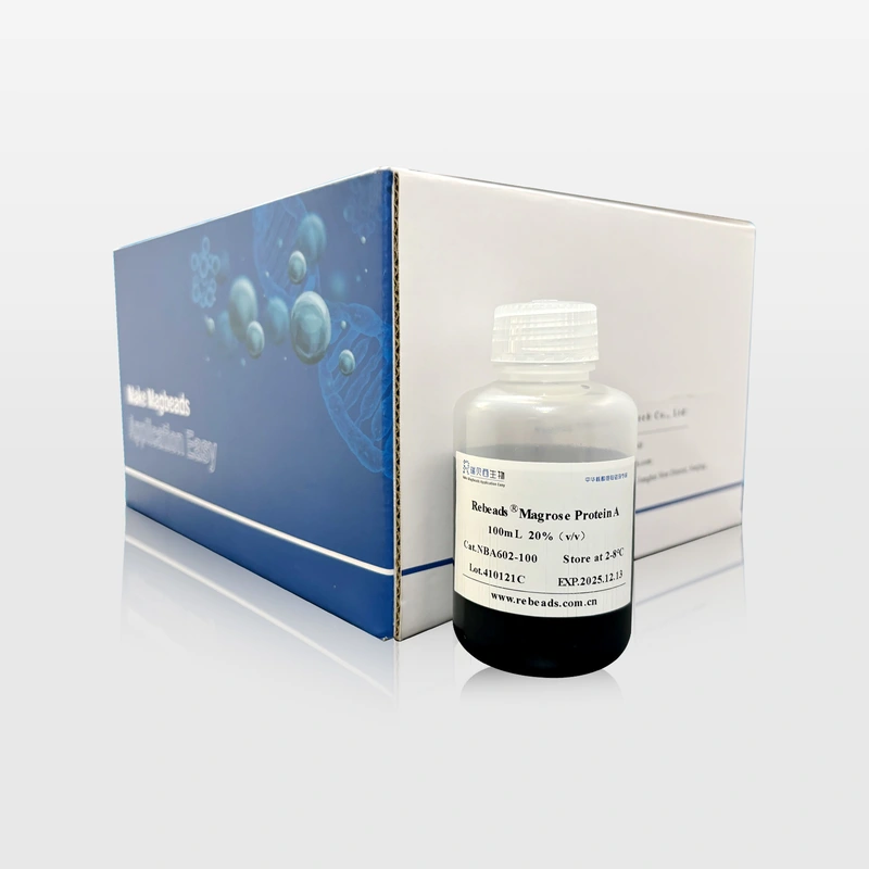 Protein A Magnetic Beads Protein Purification Highly Effective Antibody Binding Capacity